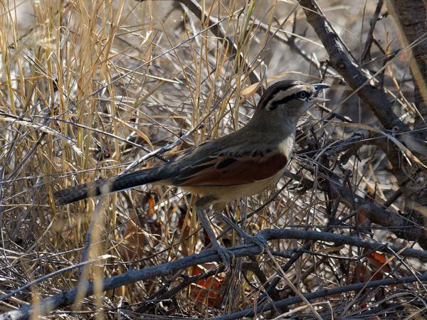 <h3><a href="/trips/safari/biota/animalia/chordata/aves/040 passeriformes/036 malaconotidae/tchagra australis/tchagra australis-nl.html">Tchagra&nbsp;australis</a> / Brown‑crowned&nbsp;tchagra / Bruinkoptsjagra</h3>OM-1 Mark II met OLYMPUS M.300mm F4.0, 1/2000 sec  bij F4.0, ISO 500, afstand 9.19&nbsp;m